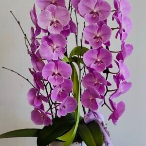 Planted Orchids