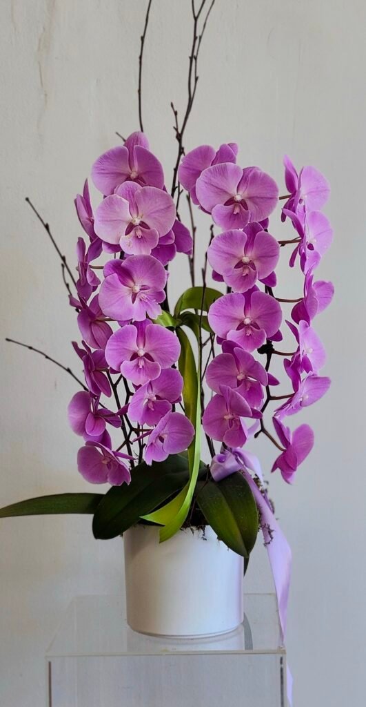 Planted Orchids